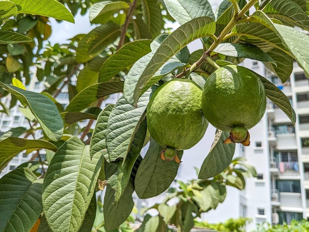Gwalior-27 Guava Air Layered Healthy Fruit Plant