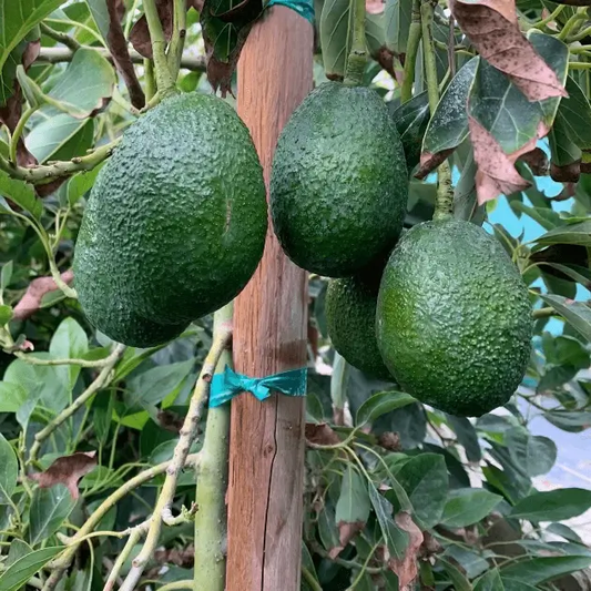Gwen Avocado Grafted Healthy Fruit Plant