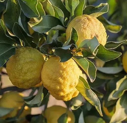 Hanayu Lemon Plant Live Nimbu Tree Kagzi Lemon Citrus Limon Fruit Plant