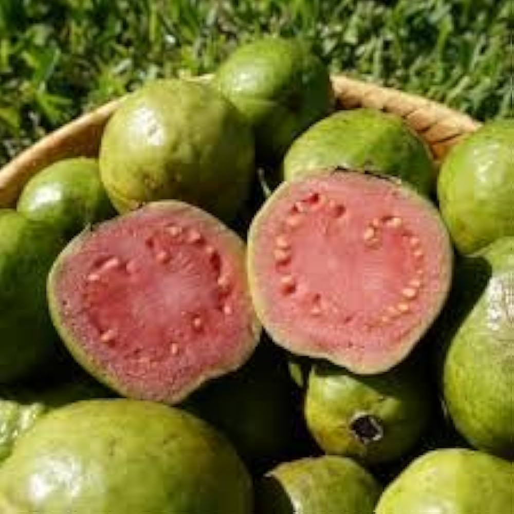 Hanoi Pink Guava Air Layered Healthy Fruit Plant