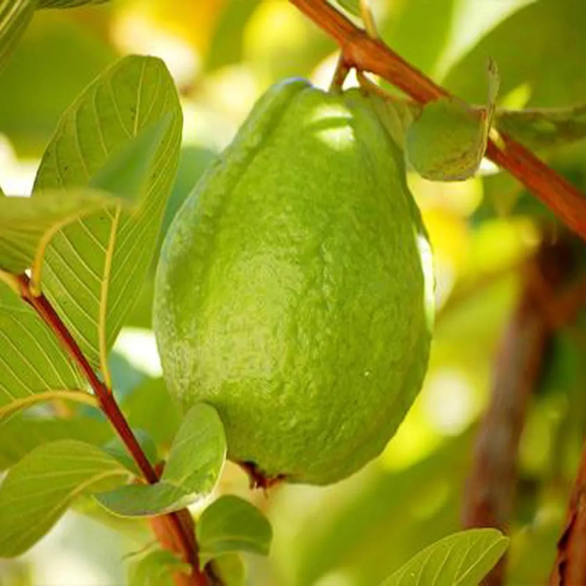 Thai 7 Guava Guava Hybrid Air Layered Plant