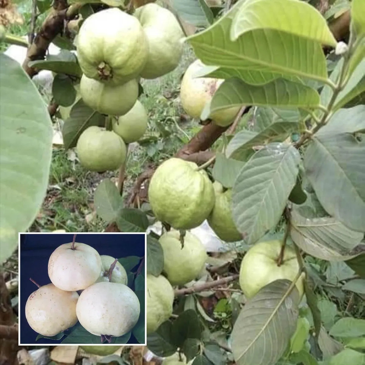 Seedless White Diamond Guava Hybrid Air Layered Plant