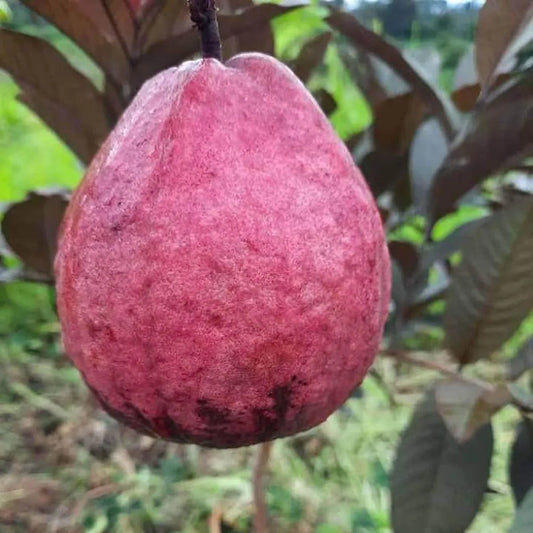 Red Malaysian Guava Hybrid Air Layered Plant