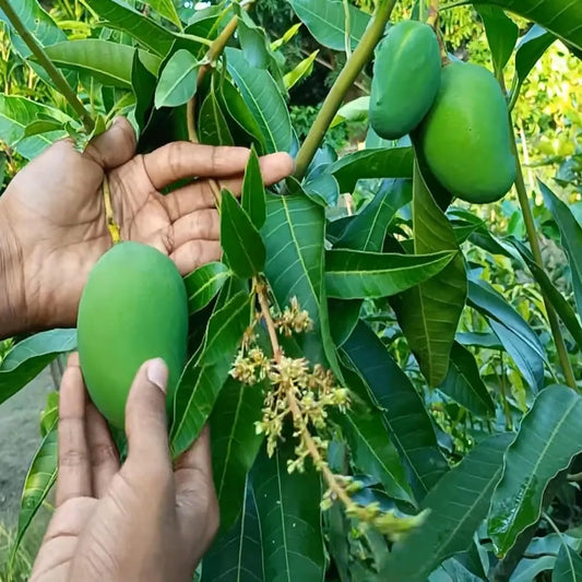 Bangladeshi Bari 11 All Time Mango Grafted Hybrid Plant