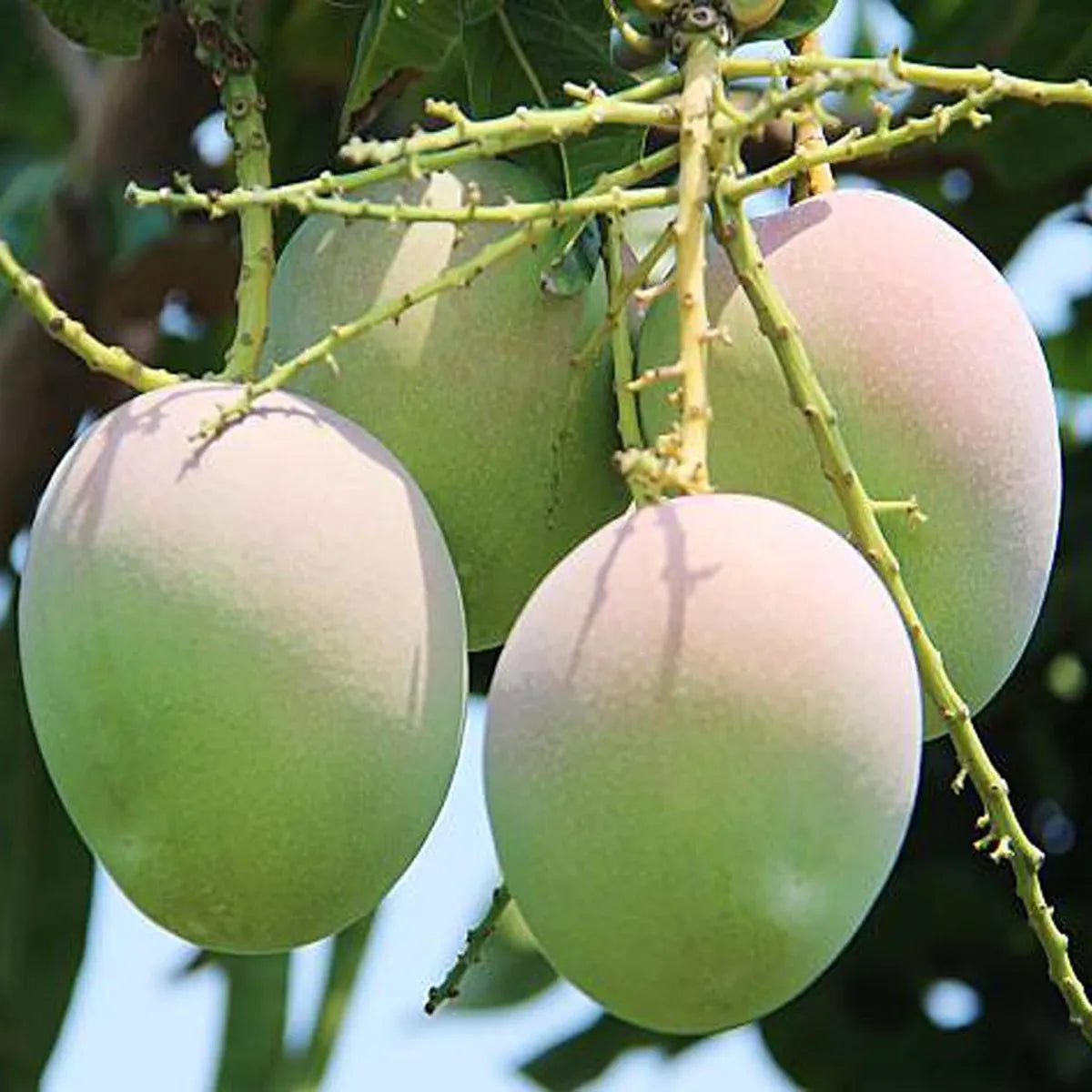 R2E2 Mango Grafted Hybrid Plant