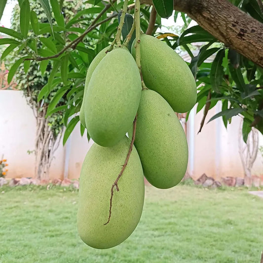 Malika Mango Grafted Hybrid Plant