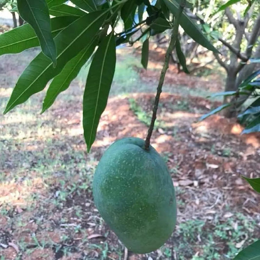 Imam Pasand Himayat Humayun Pasand Mango Grafted Hybrid Plant