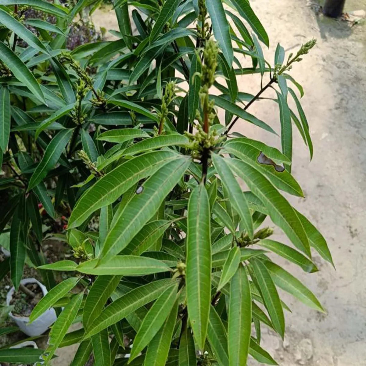 Suvarnarekha Mango Suvarnarekha Mango