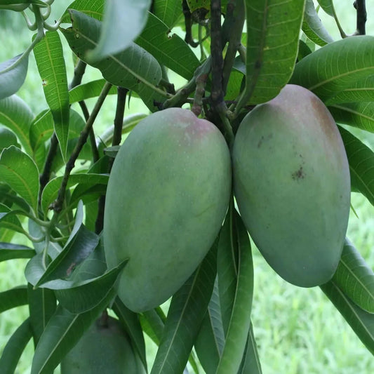 Bombay Shehroli Mango Grafted Hybrid Plant