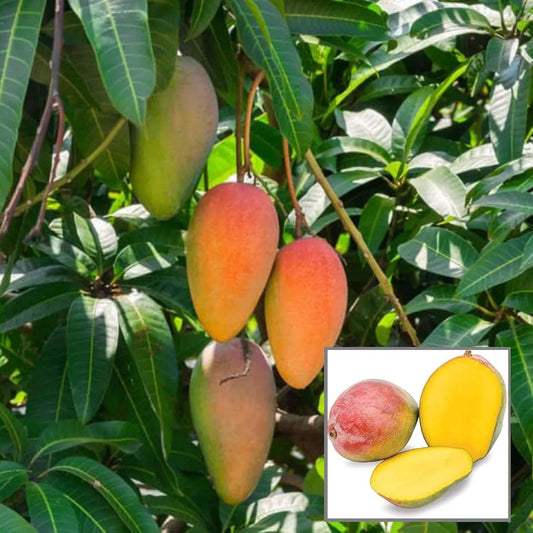 Gulab Khas Mango Grafted Hybrid Plant