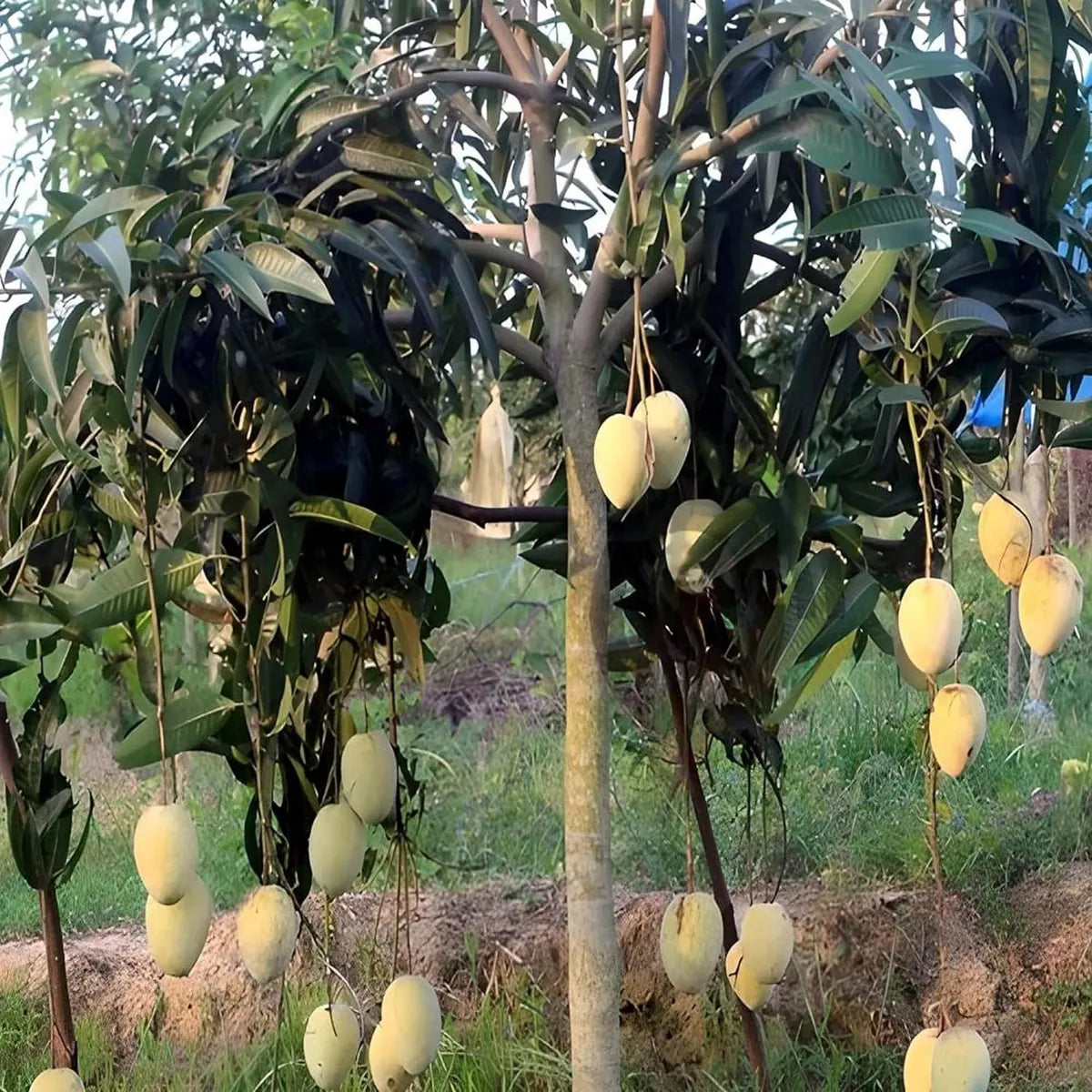 Gourmoti Mango Grafted Hybrid Plant