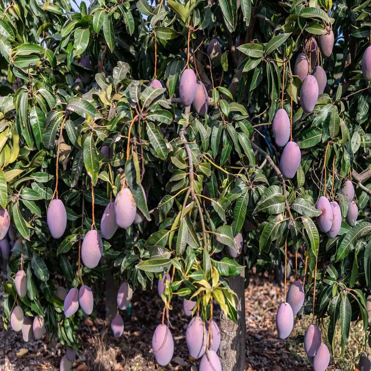 Blue Mango Grafted Hybrid Plant