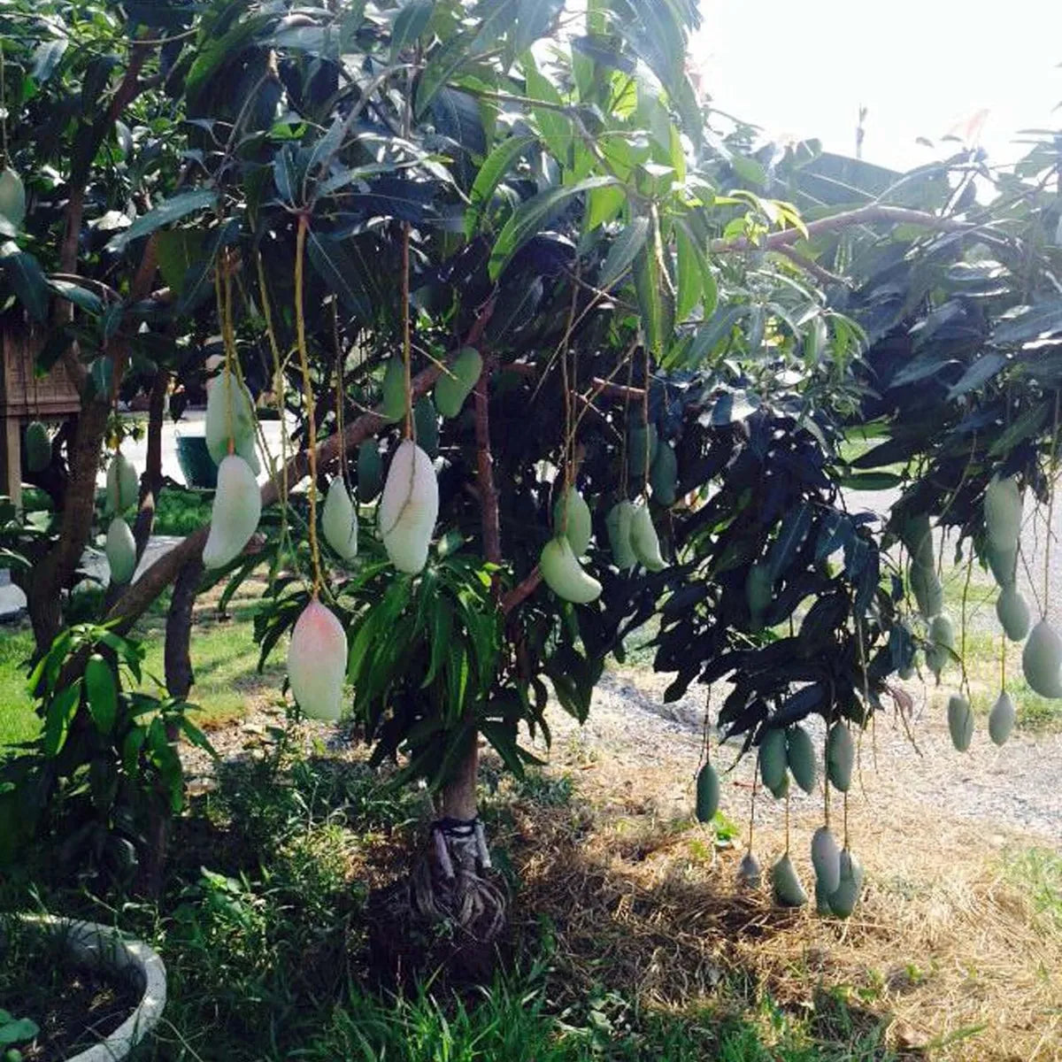 Thai Kujai Qjai Mango Grafted Hybrid Plant