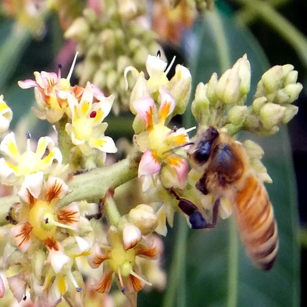 Honeydew Mango Grafted Hybrid Plant