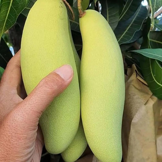 Banana Mango Grafted Hybrid Plant