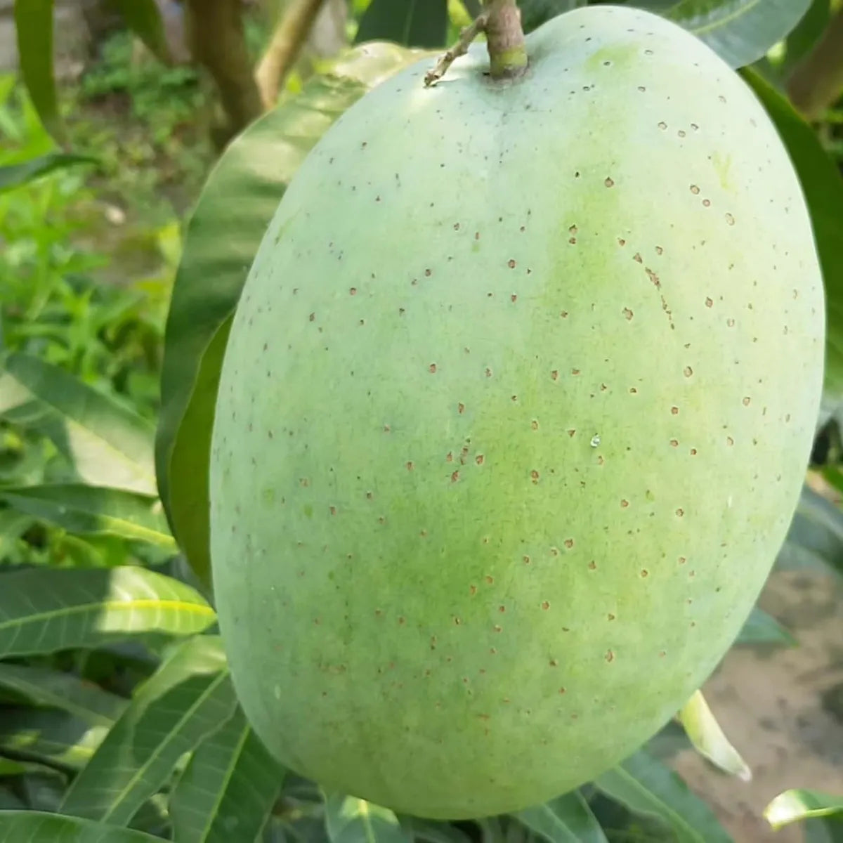 4Kg Mango Grafted Hybrid Plant