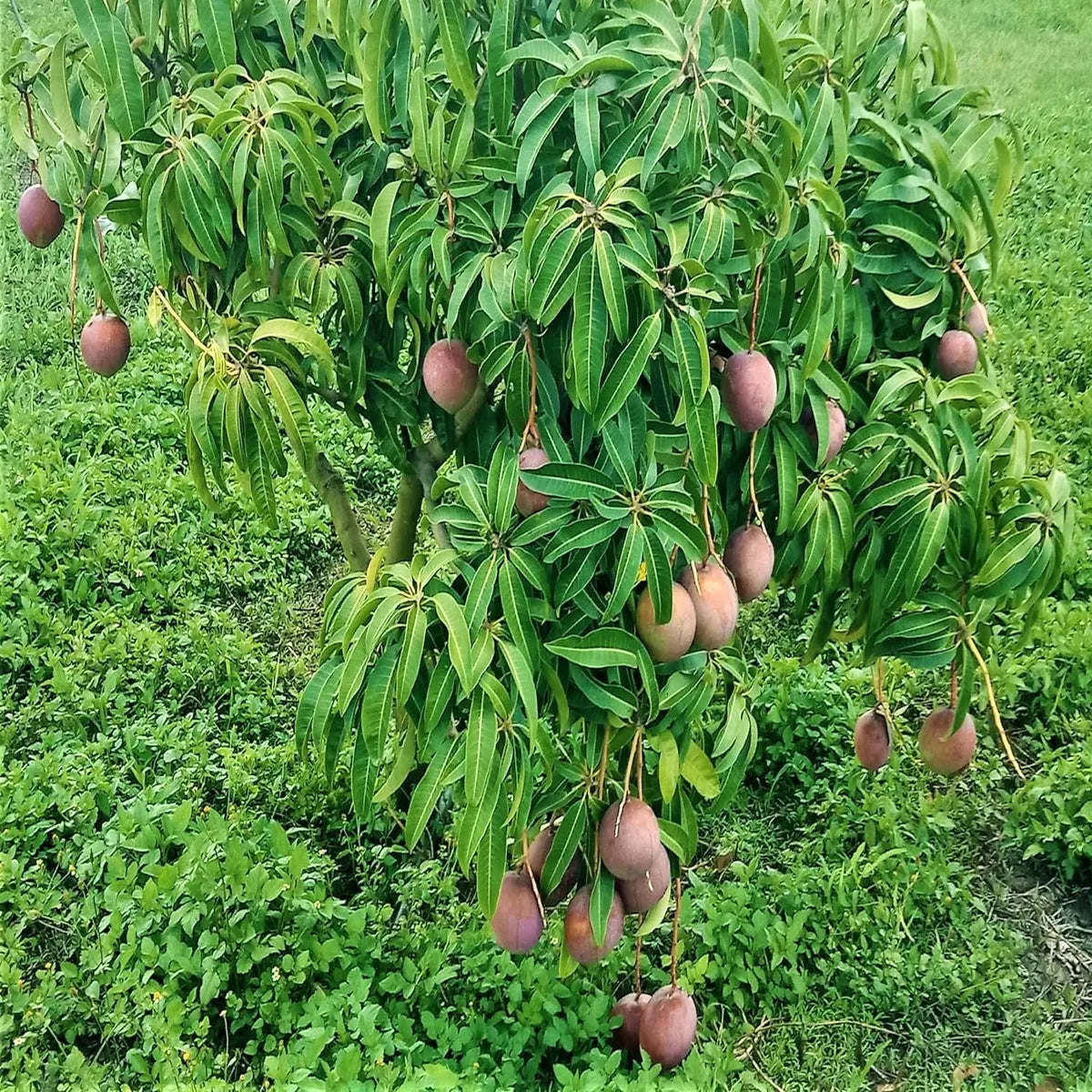 American Kent Mango Grafted Hybrid Plant