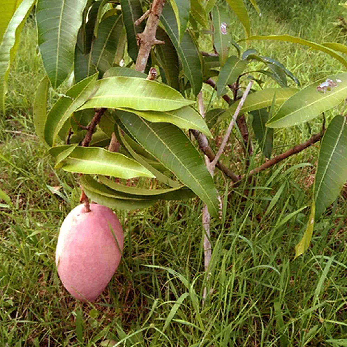 Osteen Mango Grafted Hybrid Plant
