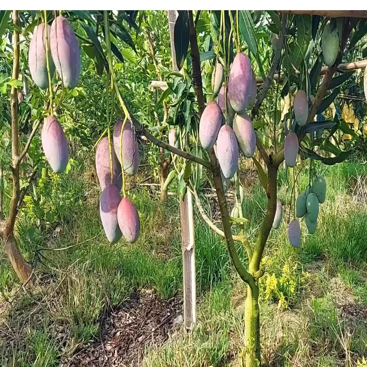 Bari 13 Mango Grafted Hybrid Plant