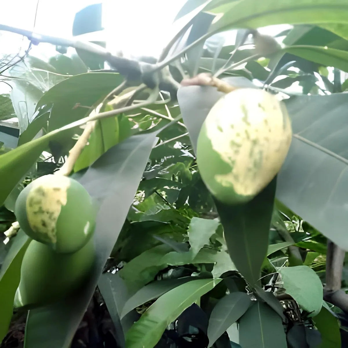 Variegated Mango Grafted Hybrid Plant
