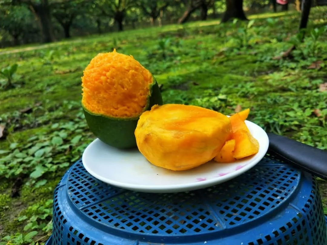 Haribhanga Mango Aam Grafted Healthy Fruit Plant