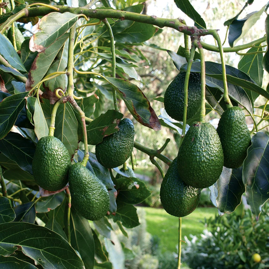Hass Avocado Grafted Healthy Fruit Plant