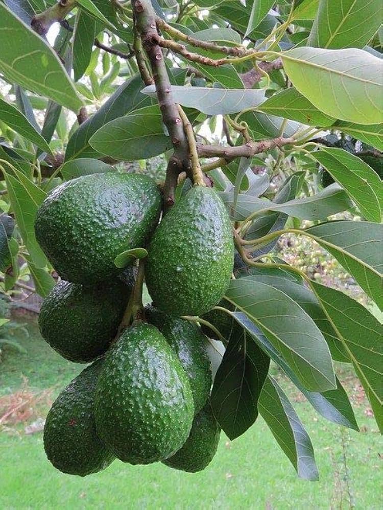 Hass Avocado Grafted Healthy Fruit Plant