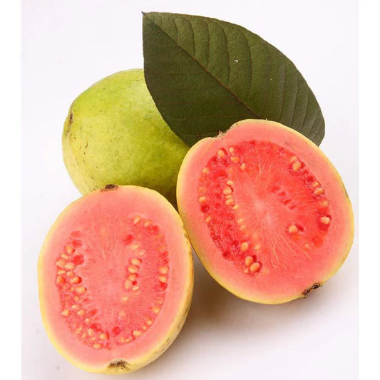 Hawaiian Pink Guava Air Layered Healthy Fruit Plant