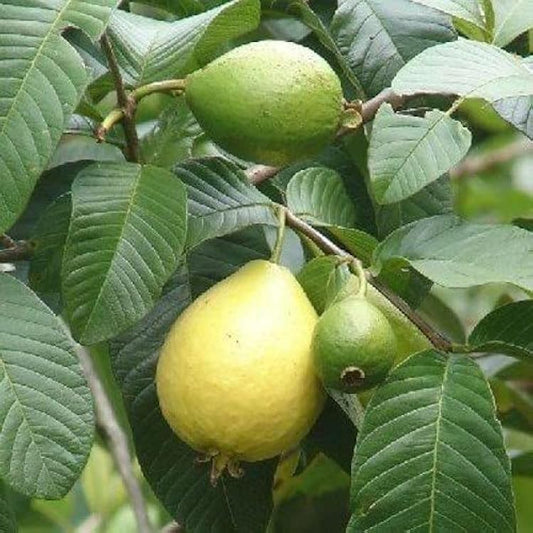 Hawaiian White Guava Air Layered Healthy Fruit Plant