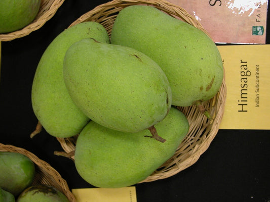 Himsagar Mango Aam Grafted Healthy Fruit Plant