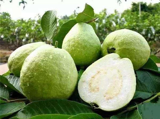 Hisar Safeda Guava Air Layered Healthy Fruit Plant