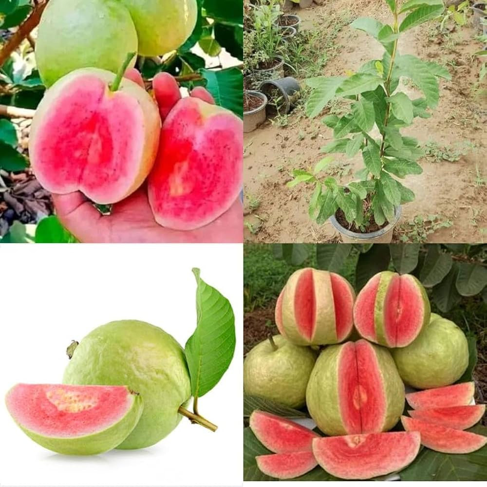 Hisar Surkha Guava Air Layered Healthy Fruit Plant