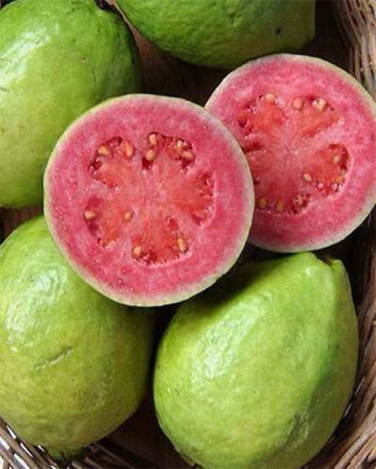 Hisar Surkha Guava Air Layered Healthy Fruit Plant