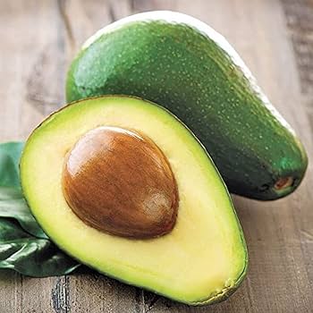 Holiday (dwarf type) Avocado Grafted Healthy Fruit Plant