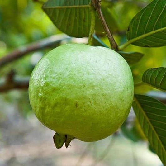 Honey Crunch Guava Air Layered Healthy Fruit Plant