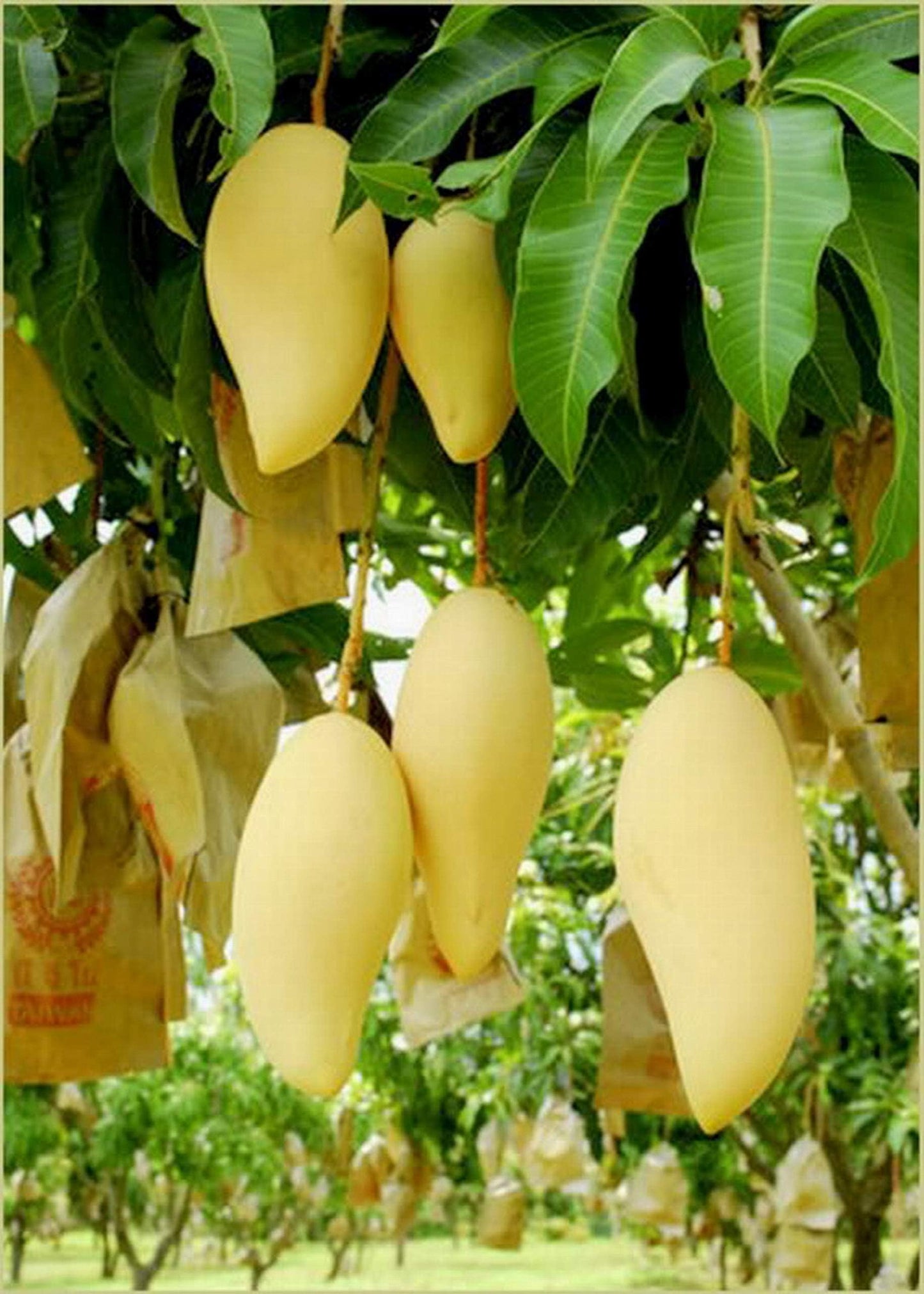 Honey Gold Mango Aam Grafted Healthy Fruit Plant