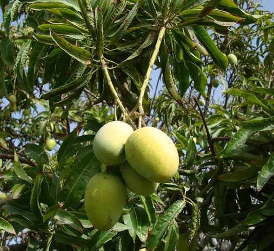 Honey (Ataulfo) Mango Aam Grafted Healthy Fruit Plant