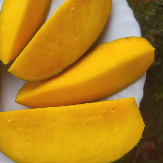 Hong Sa Mango Aam Grafted Healthy Fruit Plant