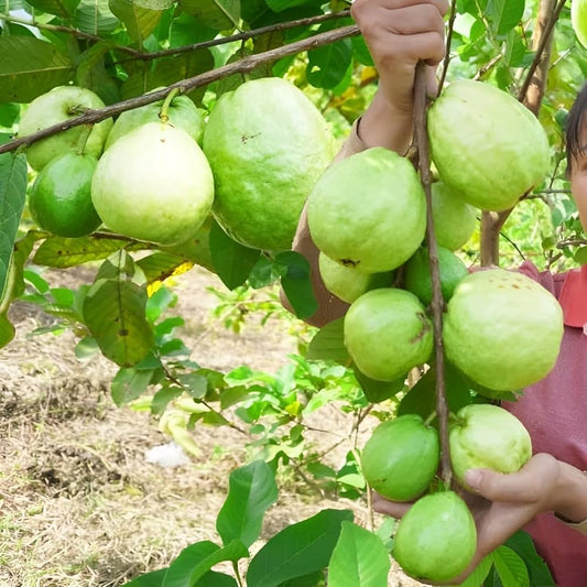 Hybrid-1 Guava Air Layered Healthy Fruit Plant