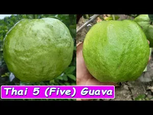 Thai 5 Super Kiran Guava- KG 5 Hybrid Air Layered Plant