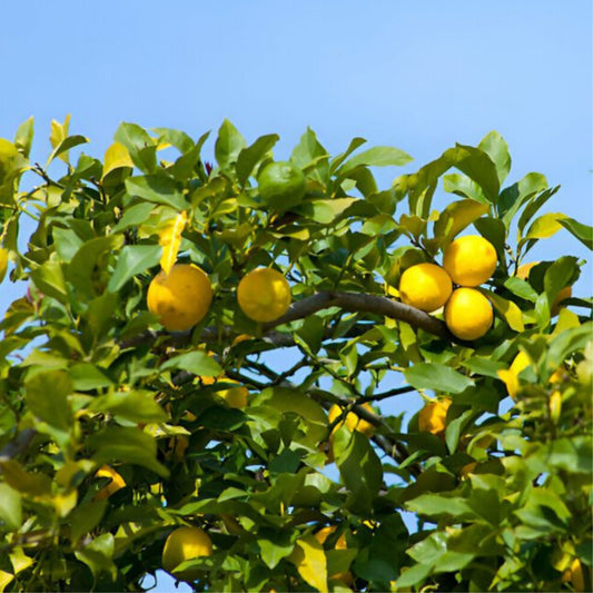 Ichang Lemon Plant Live Nimbu Tree Kagzi Lemon Citrus Limon Fruit Plant