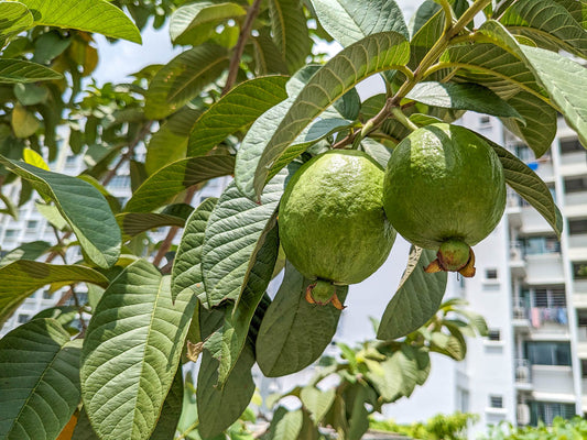 Imperial Guava Air Layered Healthy Fruit Plant