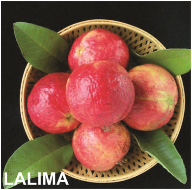 Inca Red Guava Air Layered Healthy Fruit Plant