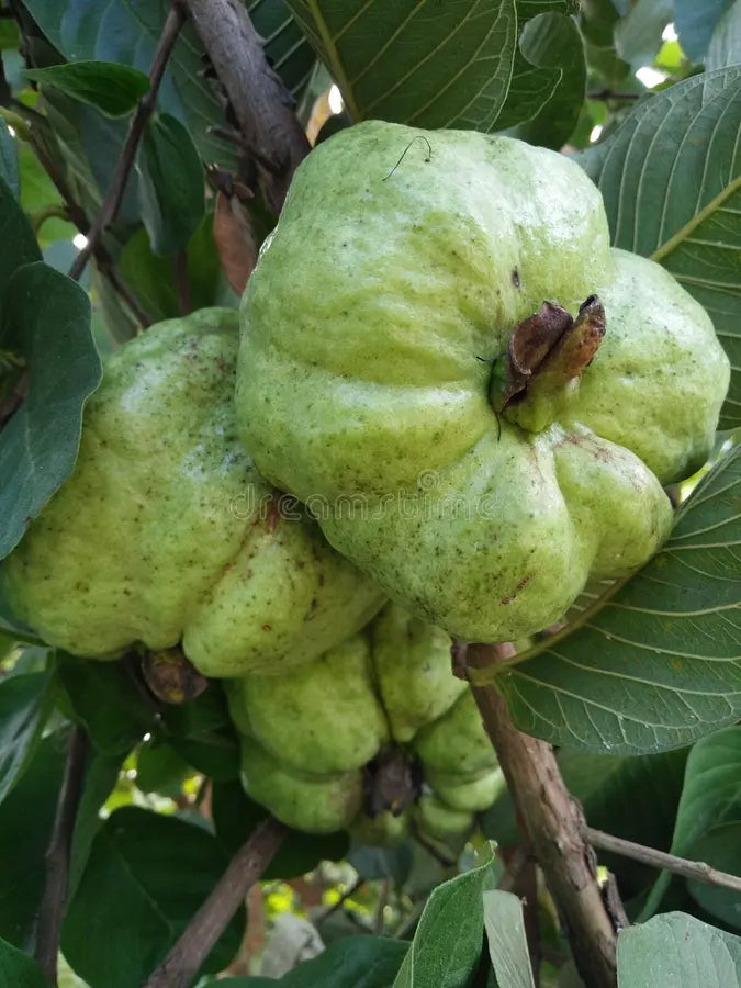 Indonesian Seedless Guava Air Layered Healthy Fruit Plant