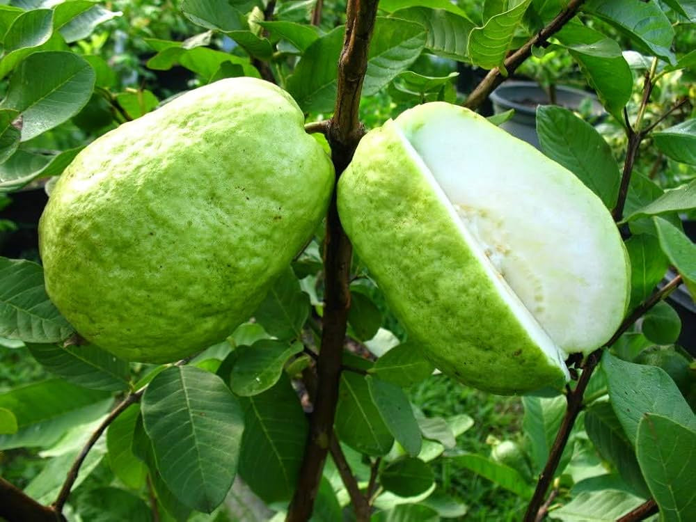 Indonesian White Guava Air Layered Healthy Fruit Plant