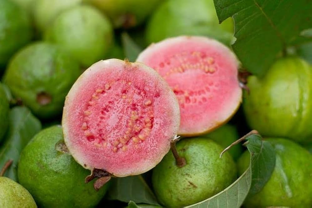 Ivory Coast Pink Guava Air Layered Healthy Fruit Plant