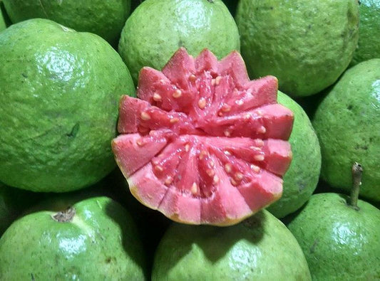 Ivory Coast Pink Guava Air Layered Healthy Fruit Plant