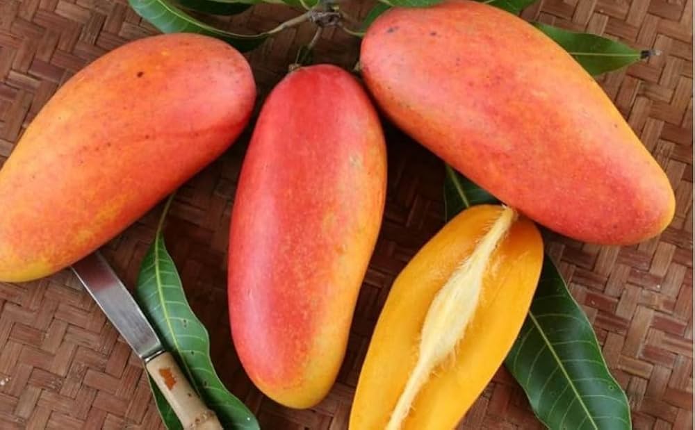 Ivory Mango Aam Grafted Healthy Fruit Plant