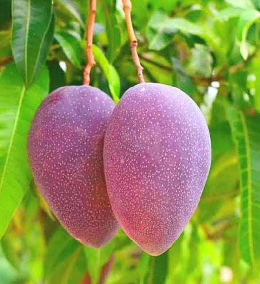 Jacqueline Mango Aam Grafted Healthy Fruit Plant