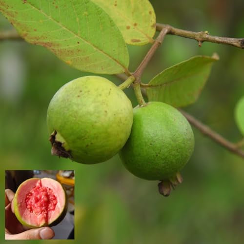 Jalisco Roja Guava Air Layered Healthy Fruit Plant